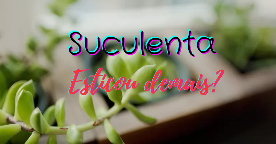 Imagem de uma planta espécie suculenta com caules esticados, com texto em cima : Esticou demais ?